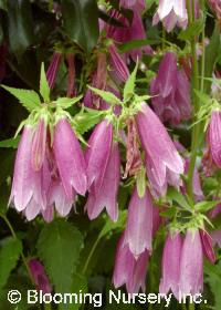 Campanula punctata